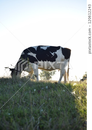 A serene cow grazes peacefully in a lush meadow under the bright sun on a warm day outdoors. The idyllic rural landscape captures the essence of simplicity and harmony in nature's beauty A serene cow grazes peacefully in a lush meadow under the bright sun on a warm day outdoors. The idyllic rural landscape captures the essence of simplicity and harmony in nature's beauty 120612243