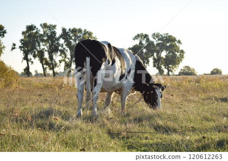 A serene cow grazes peacefully in a lush meadow under the bright sun on a warm day outdoors. The idyllic rural landscape captures the essence of simplicity and harmony in nature's beauty A serene cow grazes peacefully in a lush meadow under the bright sun on a warm day outdoors. The idyllic rural landscape captures the essence of simplicity and harmony in nature's beauty 120612263