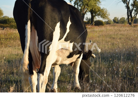 A serene cow grazes peacefully in a lush meadow under the bright sun on a warm day outdoors. The idyllic rural landscape captures the essence of simplicity and harmony in nature's beauty A serene cow grazes peacefully in a lush meadow under the bright sun on a warm day outdoors. The idyllic rural landscape captures the essence of simplicity and harmony in nature's beauty 120612276