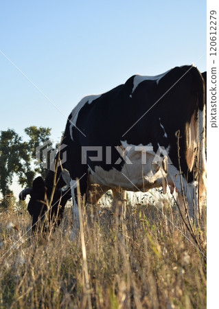 A serene cow grazes peacefully in a lush meadow under the bright sun on a warm day outdoors. The idyllic rural landscape captures the essence of simplicity and harmony in nature's beauty A serene cow grazes peacefully in a lush meadow under the bright sun on a warm day outdoors. The idyllic rural landscape captures the essence of simplicity and harmony in nature's beauty 120612279