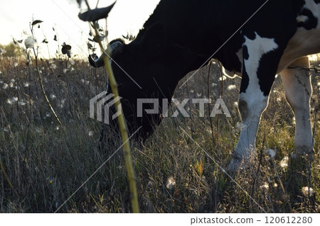 A serene cow grazes peacefully in a lush meadow under the bright sun on a warm day outdoors. The idyllic rural landscape captures the essence of simplicity and harmony in nature's beauty 120612280