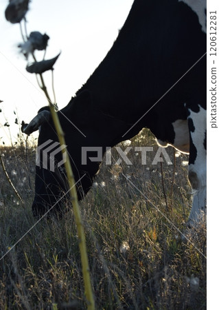 A serene cow grazes peacefully in a lush meadow under the bright sun on a warm day outdoors. The idyllic rural landscape captures the essence of simplicity and harmony in nature's beauty A serene cow grazes peacefully in a lush meadow under the bright sun on a warm day outdoors. The idyllic rural landscape captures the essence of simplicity and harmony in nature's beauty 120612281