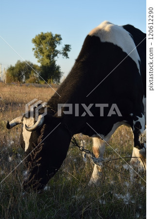 A serene cow grazes peacefully in a lush meadow under the bright sun on a warm day outdoors. The idyllic rural landscape captures the essence of simplicity and harmony in nature's beauty 120612290