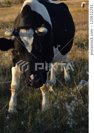A serene cow grazes peacefully in a lush meadow under the bright sun on a warm day outdoors. The idyllic rural landscape captures the essence of simplicity and harmony in nature's beauty 120612291