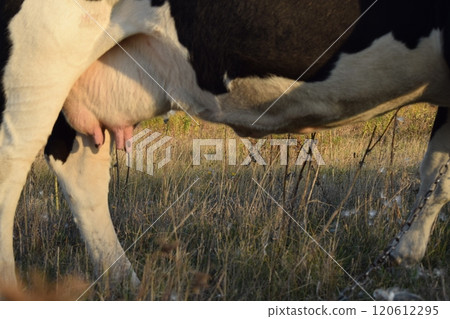 A serene cow grazes peacefully in a lush meadow under the bright sun on a warm day outdoors. The idyllic rural landscape captures the essence of simplicity and harmony in nature's beauty A serene cow grazes peacefully in a lush meadow under the bright sun on a warm day outdoors. The idyllic rural landscape captures the essence of simplicity and harmony in nature's beauty 120612295