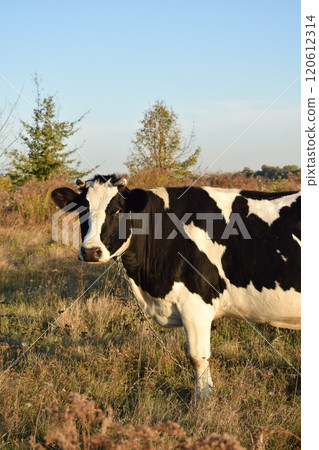 A serene cow grazes peacefully in a lush meadow under the bright sun on a warm day outdoors. The idyllic rural landscape captures the essence of simplicity and harmony in nature's beauty 120612314