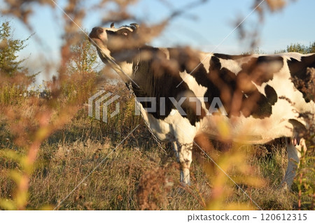 A serene cow grazes peacefully in a lush meadow under the bright sun on a warm day outdoors. The idyllic rural landscape captures the essence of simplicity and harmony in nature's beauty A serene cow grazes peacefully in a lush meadow under the bright sun on a warm day outdoors. The idyllic rural landscape captures the essence of simplicity and harmony in nature's beauty 120612315