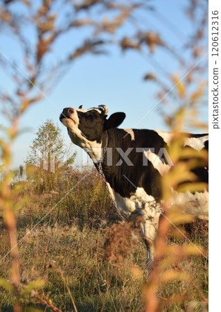 A serene cow grazes peacefully in a lush meadow under the bright sun on a warm day outdoors. The idyllic rural landscape captures the essence of simplicity and harmony in nature's beauty A serene cow grazes peacefully in a lush meadow under the bright sun on a warm day outdoors. The idyllic rural landscape captures the essence of simplicity and harmony in nature's beauty 120612316