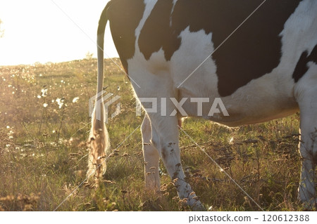 A serene cow grazes peacefully in a lush meadow under the bright sun on a warm day outdoors. The idyllic rural landscape captures the essence of simplicity and harmony in nature's beauty 120612388