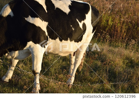 A serene cow grazes peacefully in a lush meadow under the bright sun on a warm day outdoors. The idyllic rural landscape captures the essence of simplicity and harmony in nature's beauty 120612396