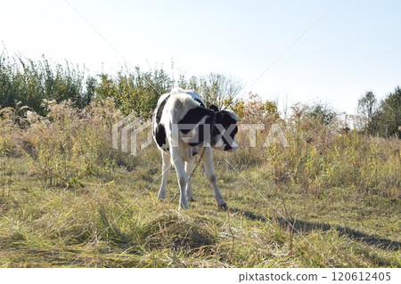 A serene cow grazes peacefully in a lush meadow under the bright sun on a warm day outdoors. The idyllic rural landscape captures the essence of simplicity and harmony in nature's beauty 120612405