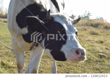A serene cow grazes peacefully in a lush meadow under the bright sun on a warm day outdoors. The idyllic rural landscape captures the essence of simplicity and harmony in nature's beauty 120612413