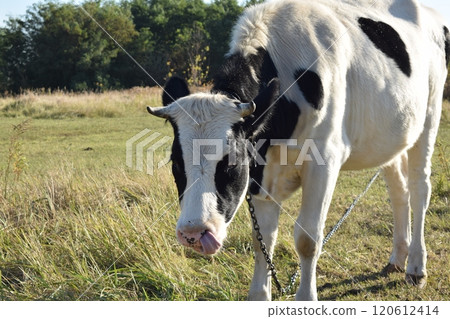 A serene cow grazes peacefully in a lush meadow under the bright sun on a warm day outdoors. The idyllic rural landscape captures the essence of simplicity and harmony in nature's beauty A serene cow grazes peacefully in a lush meadow under the bright sun on a warm day outdoors. The idyllic rural landscape captures the essence of simplicity and harmony in nature's beauty 120612414