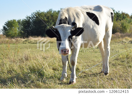 A serene cow grazes peacefully in a lush meadow under the bright sun on a warm day outdoors. The idyllic rural landscape captures the essence of simplicity and harmony in nature's beauty A serene cow grazes peacefully in a lush meadow under the bright sun on a warm day outdoors. The idyllic rural landscape captures the essence of simplicity and harmony in nature's beauty 120612415