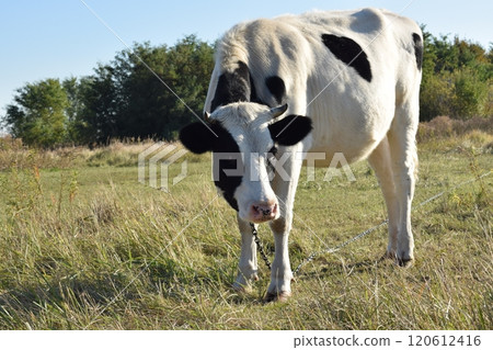 A serene cow grazes peacefully in a lush meadow under the bright sun on a warm day outdoors. The idyllic rural landscape captures the essence of simplicity and harmony in nature's beauty 120612416