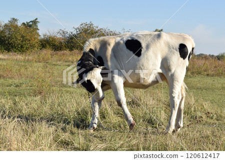 A serene cow grazes peacefully in a lush meadow under the bright sun on a warm day outdoors. The idyllic rural landscape captures the essence of simplicity and harmony in nature's beauty 120612417