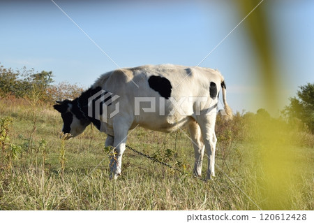 A serene cow grazes peacefully in a lush meadow under the bright sun on a warm day outdoors. The idyllic rural landscape captures the essence of simplicity and harmony in nature's beauty 120612428