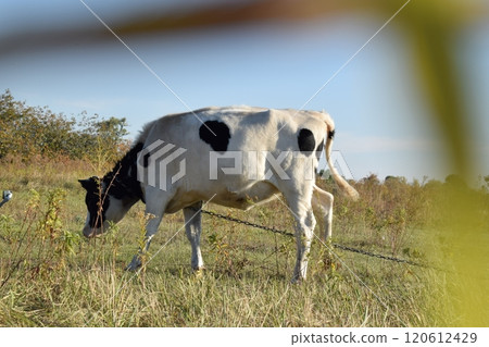 A serene cow grazes peacefully in a lush meadow under the bright sun on a warm day outdoors. The idyllic rural landscape captures the essence of simplicity and harmony in nature's beauty 120612429
