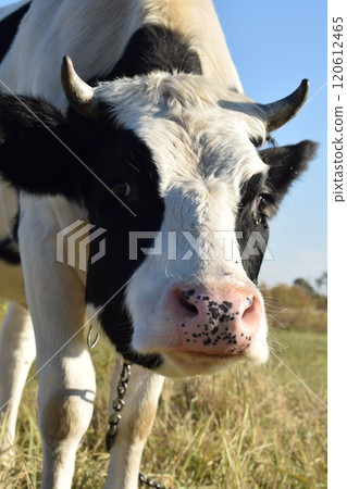 A serene cow grazes peacefully in a lush meadow under the bright sun on a warm day outdoors. The idyllic rural landscape captures the essence of simplicity and harmony in nature's beauty 120612465