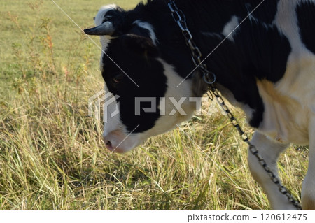 A serene cow grazes peacefully in a lush meadow under the bright sun on a warm day outdoors. The idyllic rural landscape captures the essence of simplicity and harmony in nature's beauty 120612475