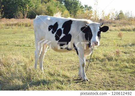 A serene cow grazes peacefully in a lush meadow under the bright sun on a warm day outdoors. The idyllic rural landscape captures the essence of simplicity and harmony in nature's beauty A serene cow grazes peacefully in a lush meadow under the bright sun on a warm day outdoors. The idyllic rural landscape captures the essence of simplicity and harmony in nature's beauty 120612492
