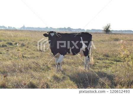 A serene cow grazes peacefully in a lush meadow under the bright sun on a warm day outdoors. The idyllic rural landscape captures the essence of simplicity and harmony in nature's beauty A serene cow grazes peacefully in a lush meadow under the bright sun on a warm day outdoors. The idyllic rural landscape captures the essence of simplicity and harmony in nature's beauty 120612493