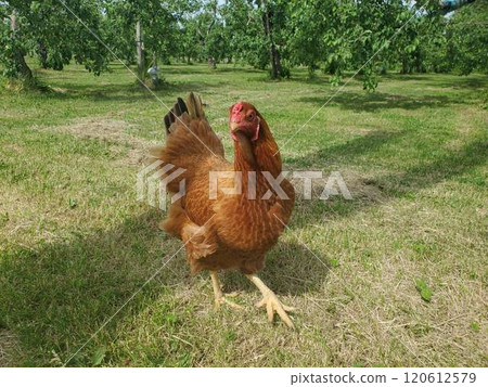 Chicken Chicken 120612579