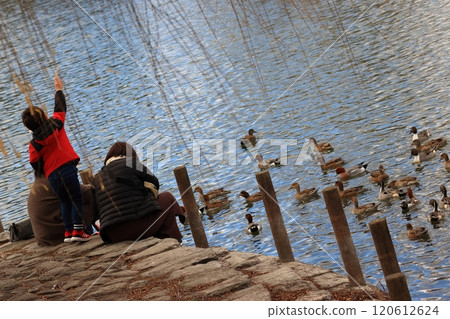 Family feeding ducks in the park 120612624