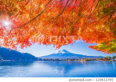 [Yamanashi Prefecture] Autumn leaves of maples along Lake Kawaguchi and Mt. Fuji 120612795