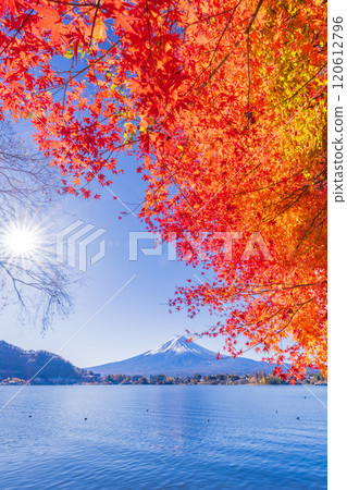 [Yamanashi Prefecture] Autumn leaves of maples along Lake Kawaguchi and Mt. Fuji 120612796