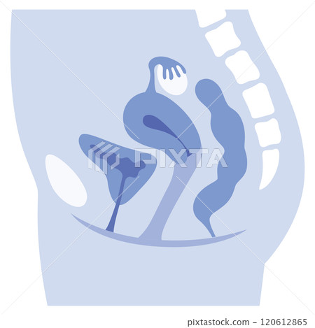 Uterus, cross section of female reproductive system, gynecology, medical 120612865