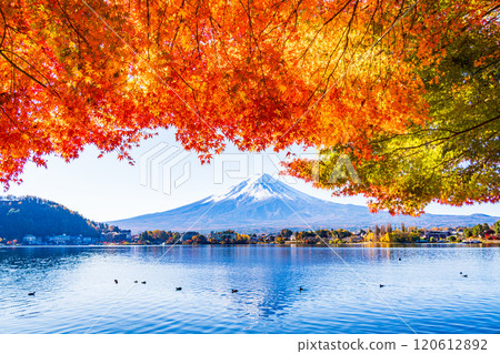 [Yamanashi Prefecture] Autumn leaves of maples along Lake Kawaguchi and Mt. Fuji 120612892