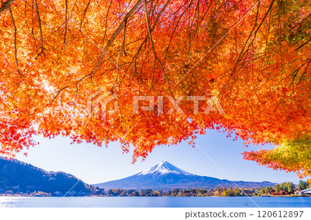 [Yamanashi Prefecture] Autumn leaves of maples along Lake Kawaguchi and Mt. Fuji 120612897