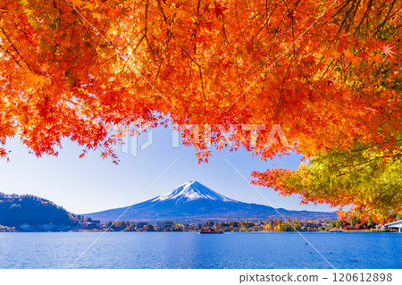 [Yamanashi Prefecture] Autumn leaves of maples along Lake Kawaguchi and Mt. Fuji 120612898