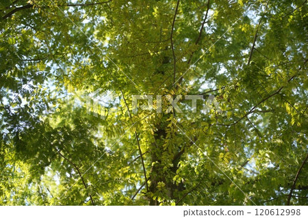 岐阜縣立公園的自然景觀 120612998