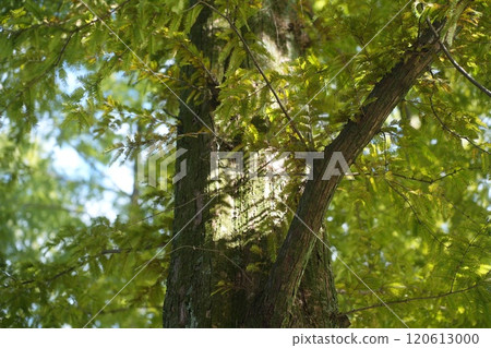 Natural scenery of parks in Gifu Prefecture Natural scenery of parks in Gifu Prefecture 120613000