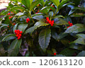 Image 1 of red Christmas berry 120613120
