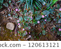 Images of buckwheat 120613121