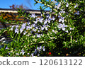 Rosemary Flower 120613122