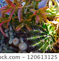 Colorful succulent images 120613125