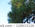 Pine trees and sky image 120613126