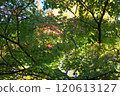 Image of maple trees turning red in autumn 120613127
