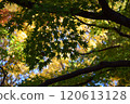 Autumn leaves images 120613128