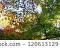 Images of colorful autumn leaves 120613129