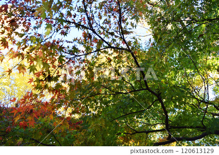 秋天的樹葉改變顏色的形象 120613129