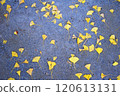 Image 2 of gravel and fallen ginkgo leaves 120613131