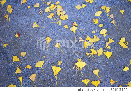 圖2 碎石和落下的銀杏葉 120613131