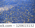 Image 1 of gravel and fallen ginkgo leaves 120613132