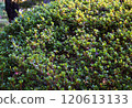 Satsuki tree images 120613133
