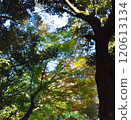 Images of trees with autumn leaves 120613134